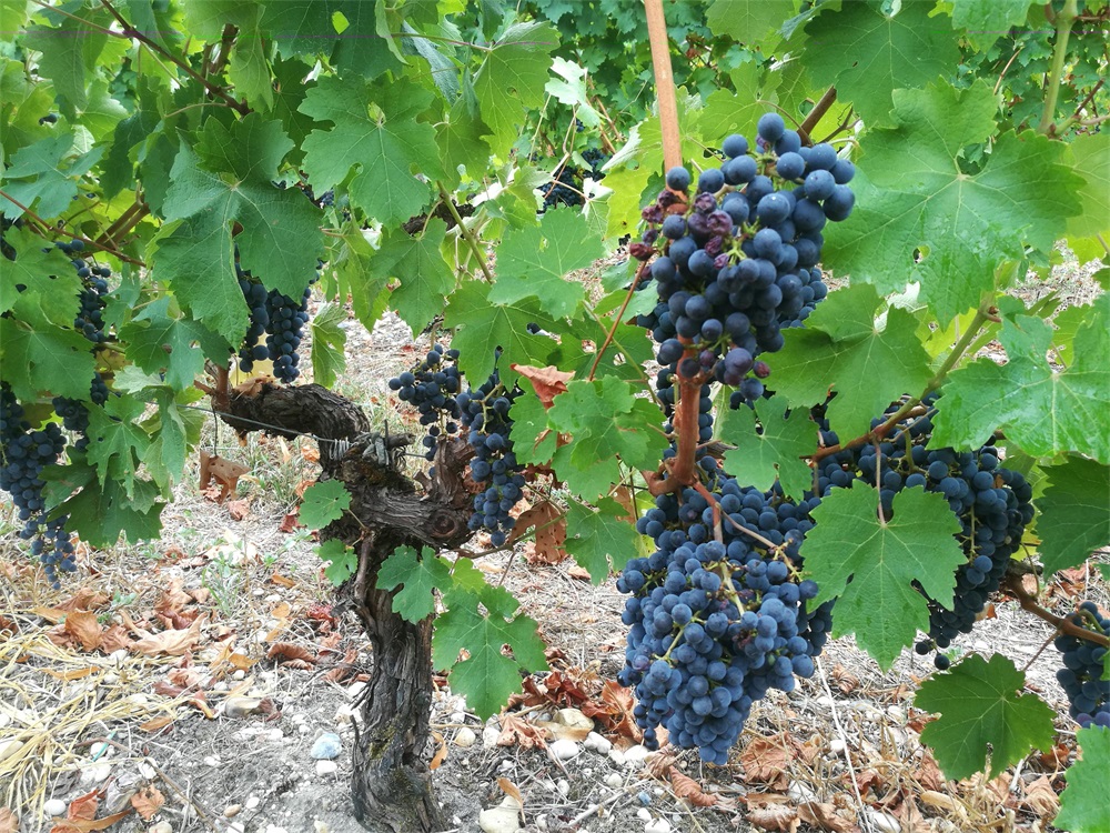 國產紅酒代理生意的市場怎么樣