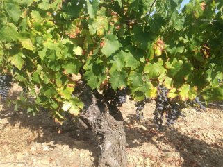 加盟進(jìn)口紅酒生意需投入多少資金