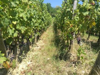 在鄭州開個紅酒店要多少錢